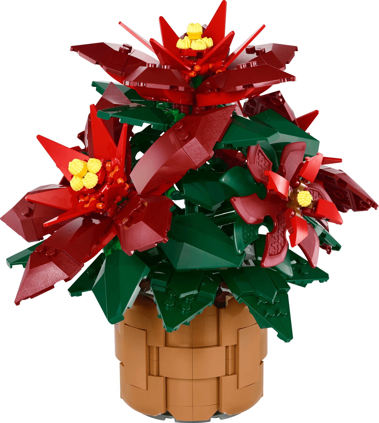 Poinsettia